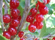 Ribes rubrum 'Punainen Hollantilainen', punaherukka